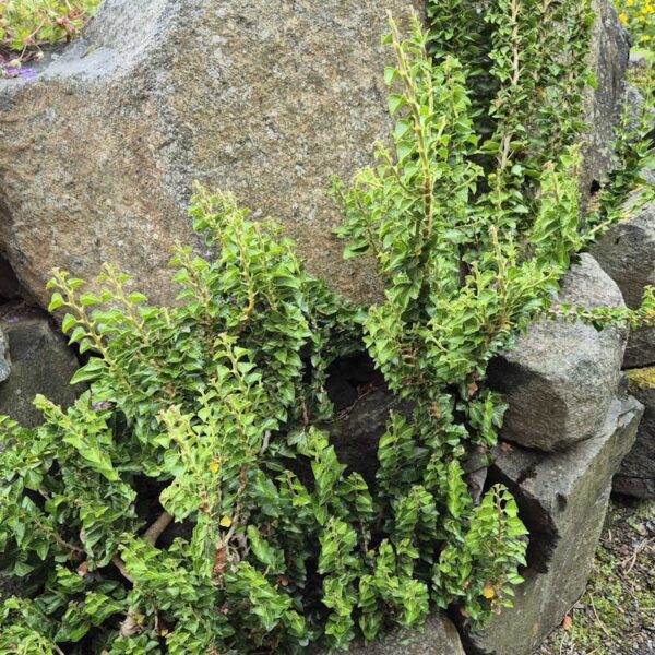 Hedera hel. 'Erecta' – bršljan