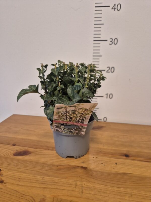 Hedera hel. 'Erecta' – bršljan