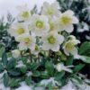 Helleborus 'Christmas Carol'