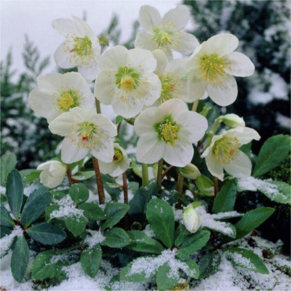 Helleborus 'Christmas Carol'