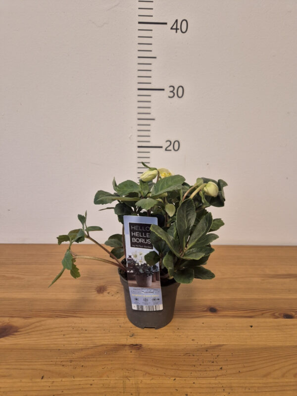 Helleborus 'Christmas Carol'