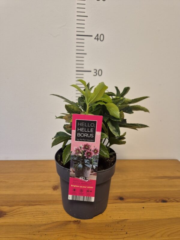 Helleborus orientalis