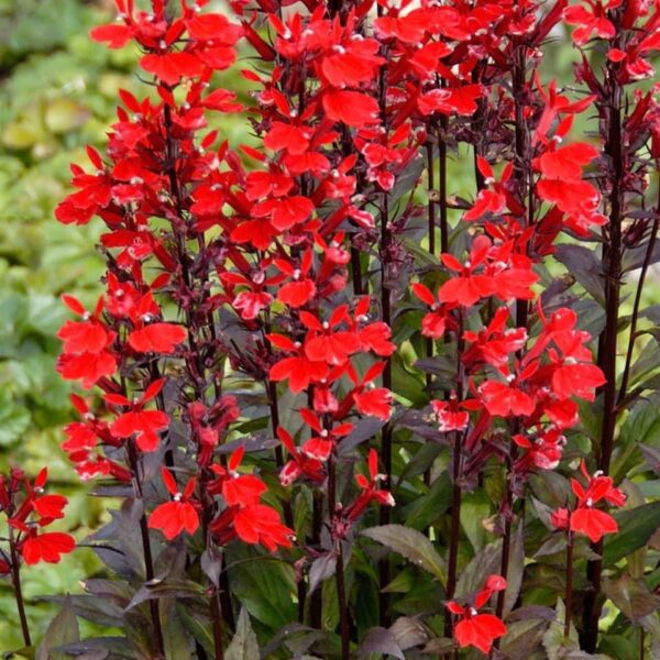 Lobelia fulgens 'Queen Victoria'