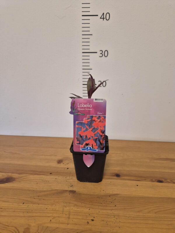 Lobelia fulgens 'Queen Victoria'
