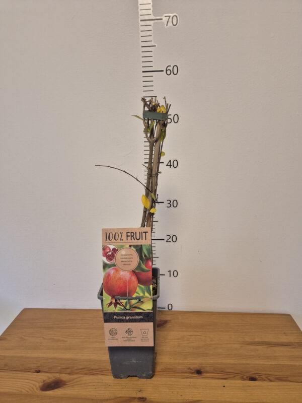 Punica granatum – nar (šipak)