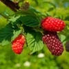 Rubus 'Tayberry' - hibrid kupine i maline