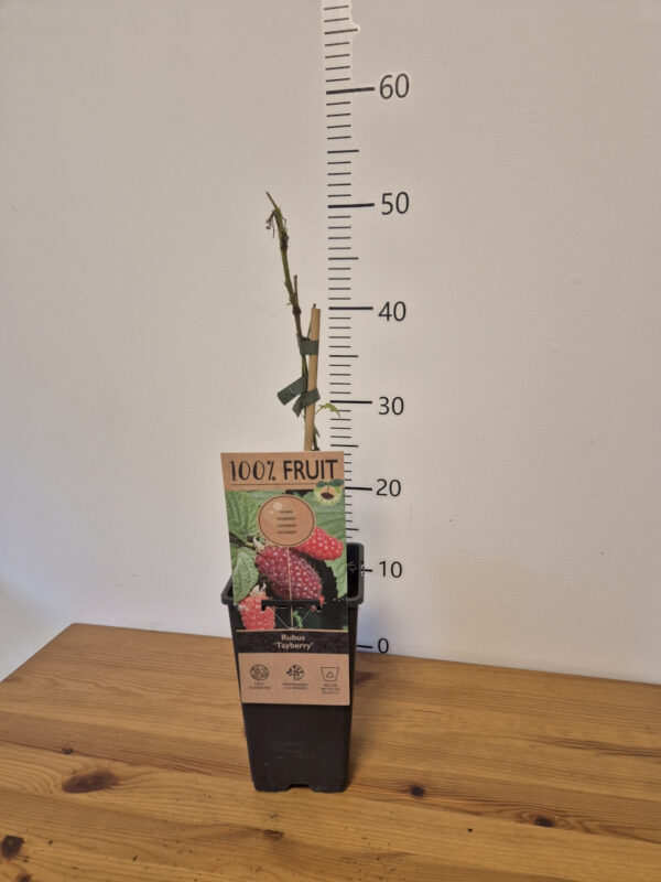 Rubus 'Tayberry' - hibrid kupine i maline