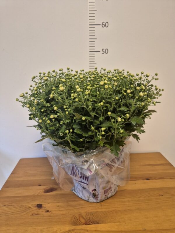 Chrysanthemum (Garden Mum) mix