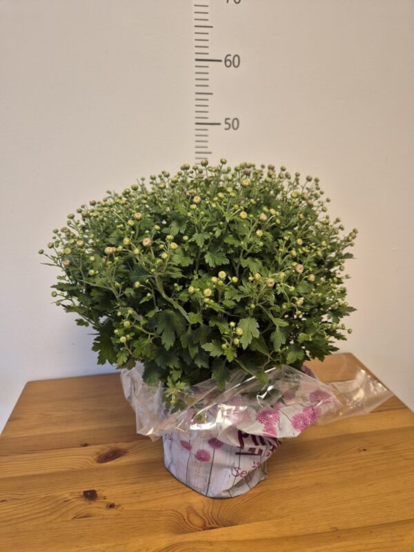 Chrysanthemum (Garden Mum) mix