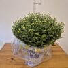 Chrysanthemum (Garden Mum) mix