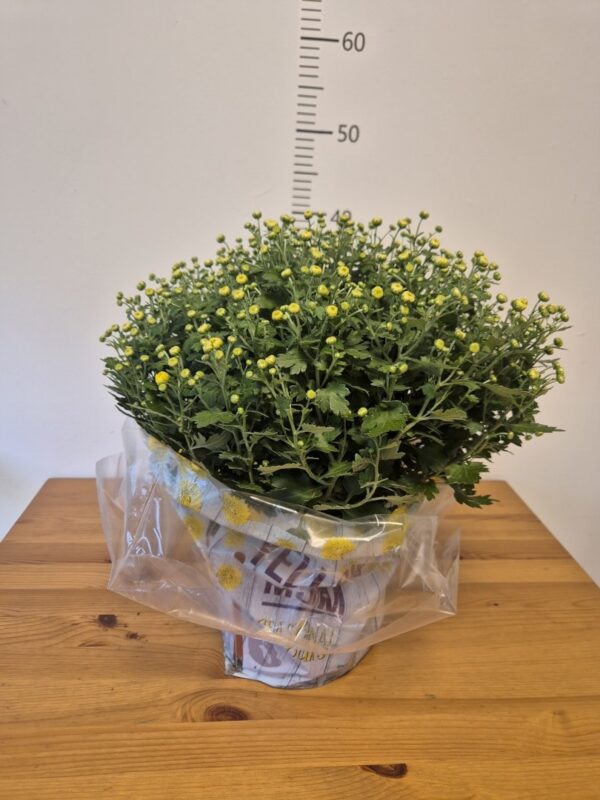 Chrysanthemum (Garden Mum) mix