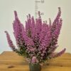 Erica gracilis 'Beauty Queens' mix - jesenska vrijes