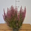 Erica gracilis 'Beauty Queens' mix - jesenska vrijes