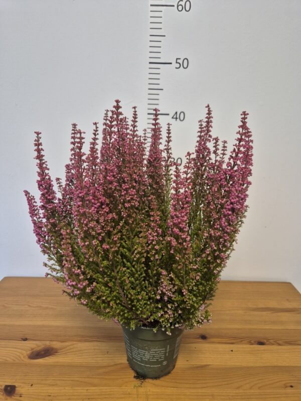 Erica gracilis 'Beauty Queens' mix - jesenska vrijes
