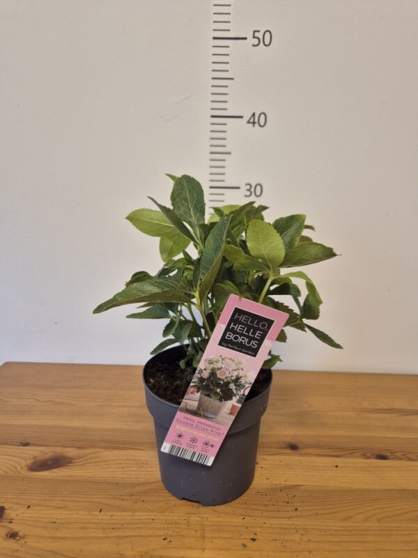 Helleborus orientalis