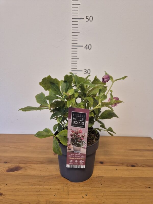 Helleborus orientalis