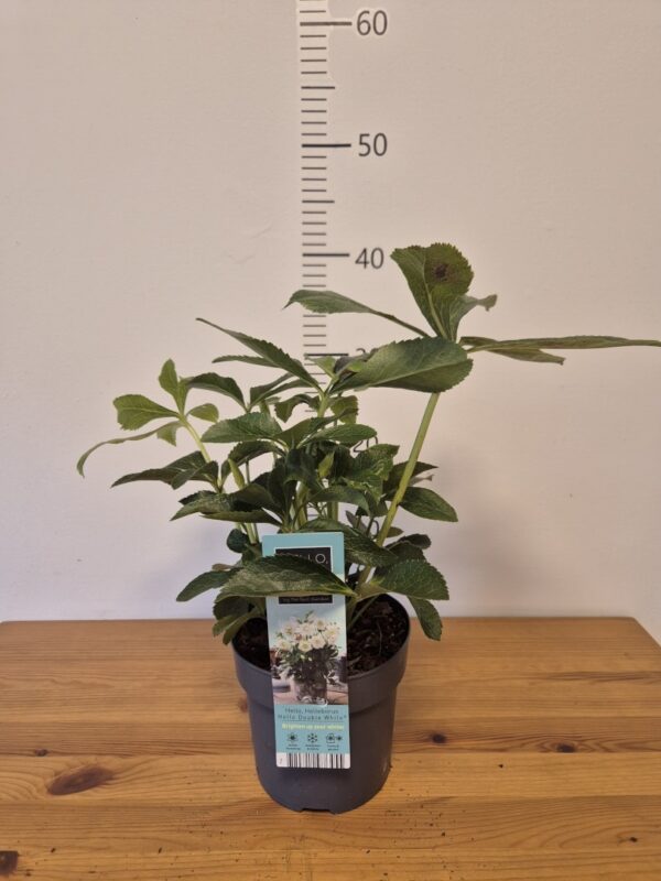 Helleborus orientalis