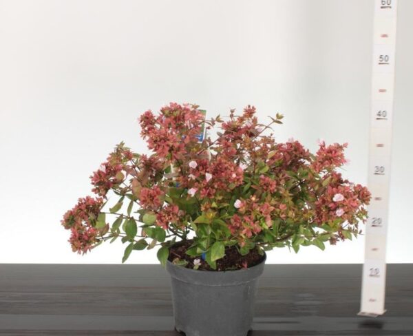 Abelia grandiflora 'Mystic Daydream'