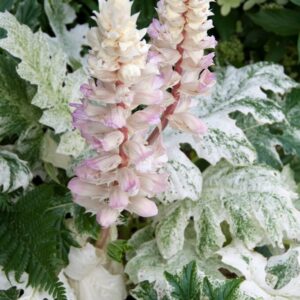 Acanthus 'Whitewater'