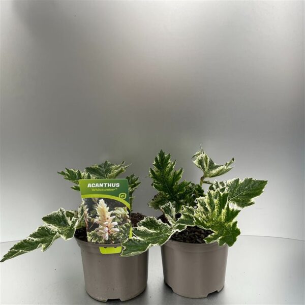 Acanthus 'Whitewater'