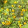 Berberis buxifolia 'Nana'