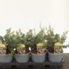 Berberis buxifolia 'Nana'