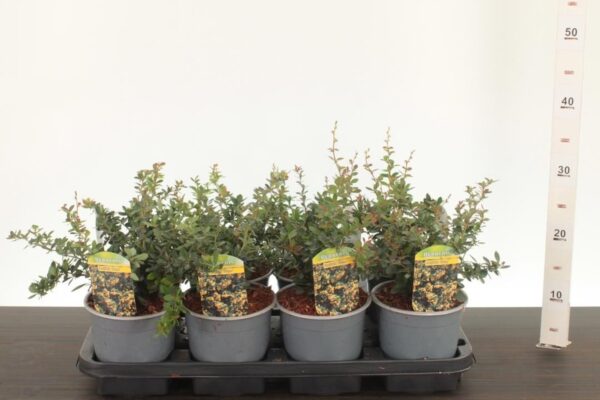 Berberis buxifolia 'Nana'