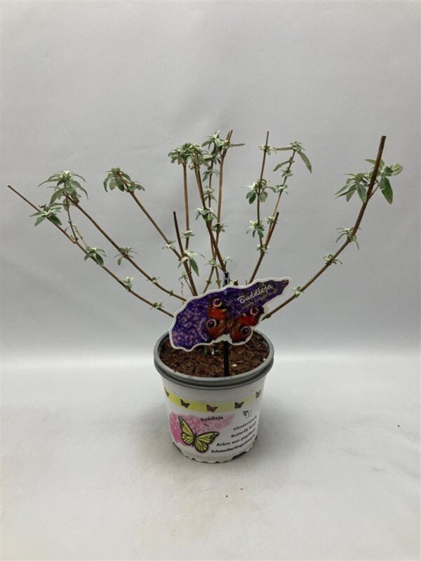 Buddleja davidii 'Empire Blue' - leptirov grm