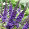 Buddleja davidii 'Empire Blue' - leptirov grm