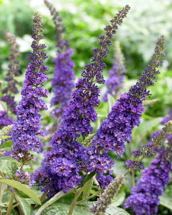 Buddleja davidii 'Empire Blue' - leptirov grm