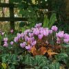 Cyclamen hederifolium mix – bršljanolisna ciklama