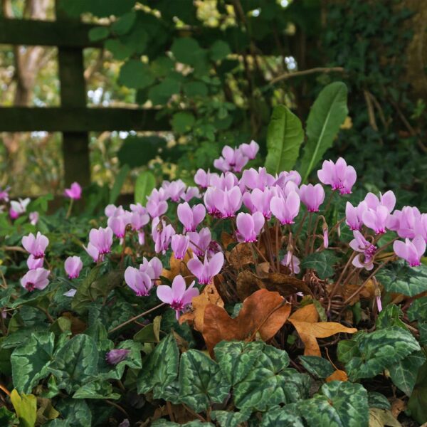 Cyclamen hederifolium mix – bršljanolisna ciklama