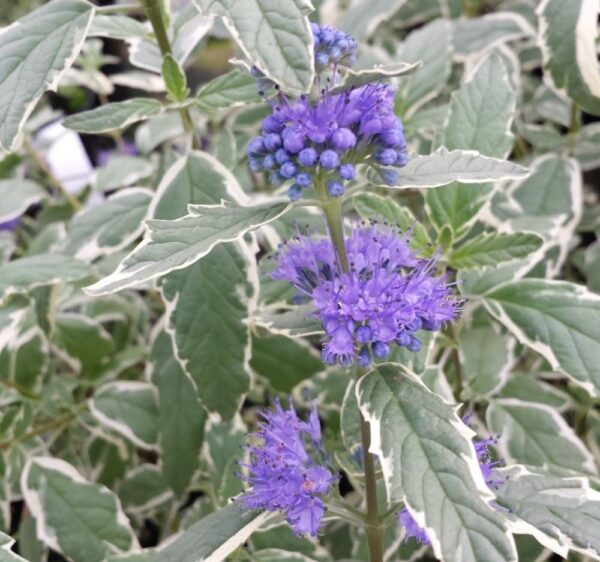 Caryopteris clandonensis 'White Surprise'