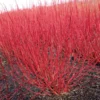 Cornus alba 'Sibirica' – drijen