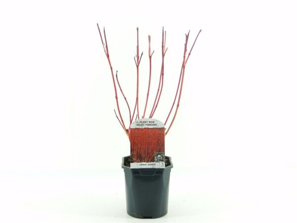 Cornus alba 'Sibirica' – drijen