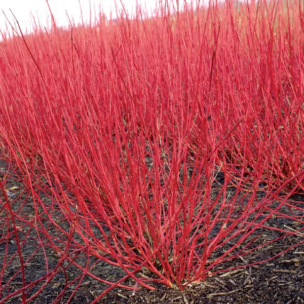 Cornus alba 'Sibirica' – drijen