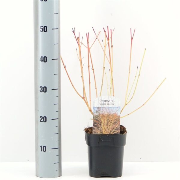 Cornus sanguinea 'Winter Beauty' – drijen