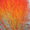 Cornus sanguinea 'Winter Beauty' – drijen