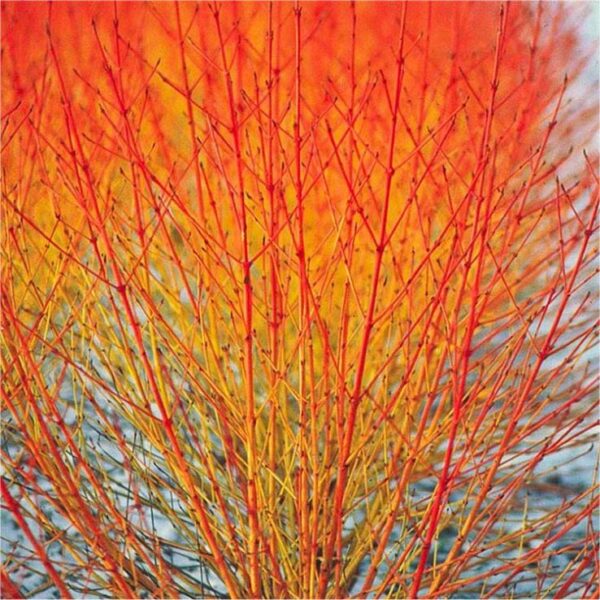 Cornus sanguinea 'Winter Beauty' – drijen