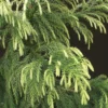 Cryptomeria japonica 'Sekkan' – japanski cedar