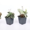 Cyclamen hederifolium mix – bršljanolisna ciklama