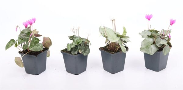 Cyclamen hederifolium mix – bršljanolisna ciklama