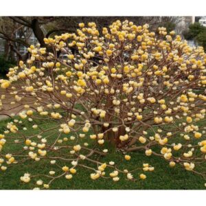 Edgeworthia chrysantha 'Grandiflora' – papirnati grm