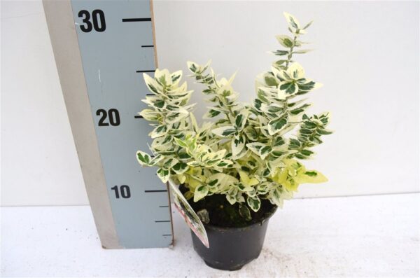 Euonymus fortunei 'Dan's Delight'