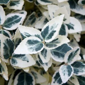 Euonymus fortunei Dans Delight Euonymus fortunei 'Dan's Delight'