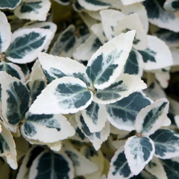 Euonymus fortunei 'Dan's Delight'