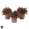 Gaultheria proc. 'Big Berry'®tvrtko Gaultheria procumbens 'Big Berry'®