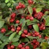 Gaultheria procumbens Big Berry Gaultheria procumbens 'Big Berry'®