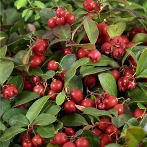 Gaultheria procumbens Big Berry Gaultheria procumbens 'Big Berry'®