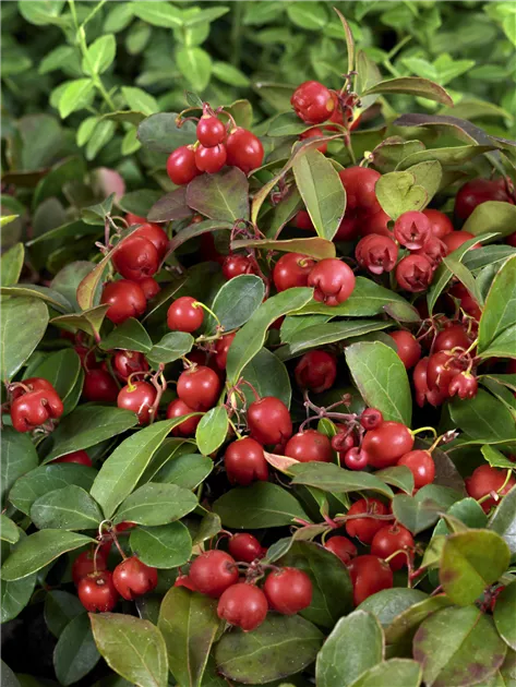 Gaultheria procumbens Big Berry Gaultheria procumbens 'Big Berry'®